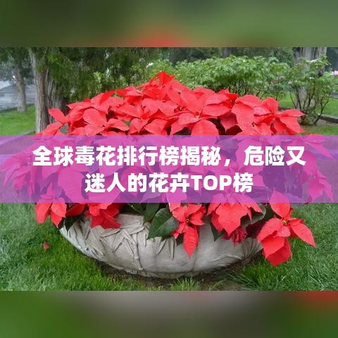 全球毒花排行榜揭秘，危險又迷人的花卉TOP榜