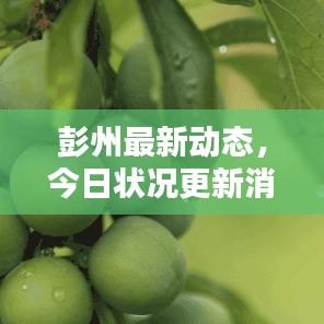 彭州最新動態(tài)，今日狀況更新消息速遞