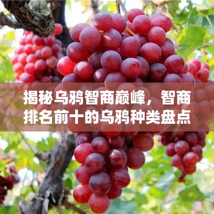 揭秘烏鴉智商巔峰，智商排名前十的烏鴉種類盤點(diǎn)！