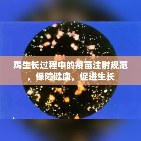 雞生長過程中的疫苗注射規(guī)范，保障健康，促進生長