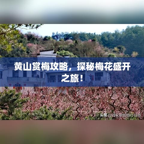 黃山賞梅攻略，探秘梅花盛開之旅！