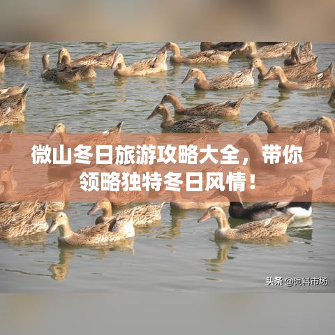 微山冬日旅游攻略大全，帶你領(lǐng)略獨特冬日風(fēng)情！